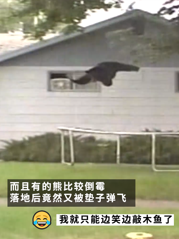 黑熊上樹后被麻醉擊落：12年前的一樁舊聞讓網(wǎng)友笑得扣功德