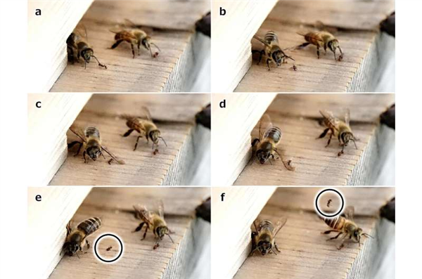 高溫悶死、涂抹糞便...蜜蜂還有這些奇葩防御手段