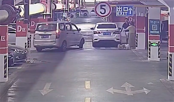 不拴繩 女子因狗竄入車底受傷持磚砸車砸人引熱議：官方回應