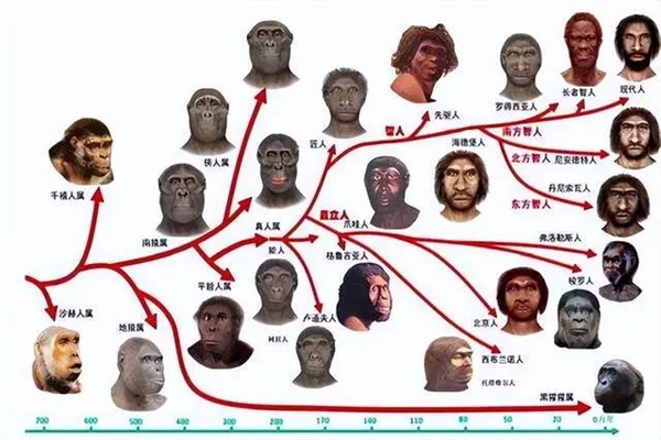 人類為什么能夠在進(jìn)化中勝出：是必然還是偶然？