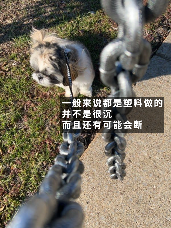 犯天條了？5斤的狗好像配了根500斤的鏈子