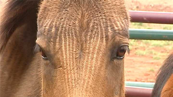 馬科馬屬動物太瘋狂！染色體截然不同 卻能隨意雜交