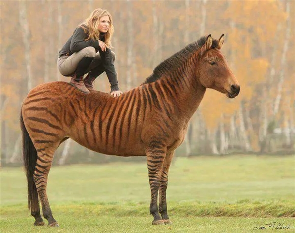 馬科馬屬動物太瘋狂！染色體截然不同 卻能隨意雜交