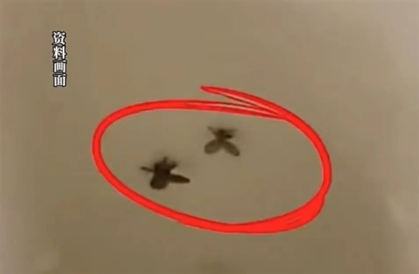 隨手拍死小飛蟲(chóng) 男子被迫摘除眼球！你家衛(wèi)生間就有
