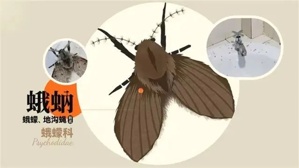 隨手拍死小飛蟲(chóng) 男子被迫摘除眼球！你家衛(wèi)生間就有