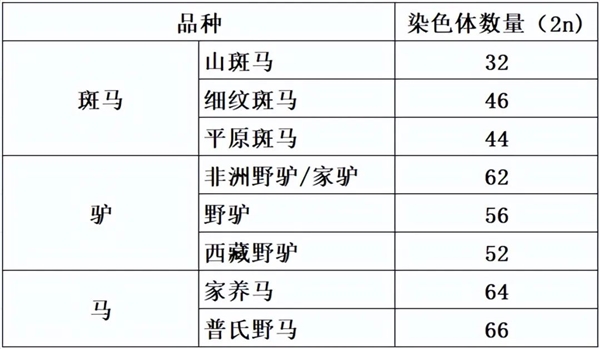 馬科馬屬動物太瘋狂！染色體截然不同 卻能隨意雜交