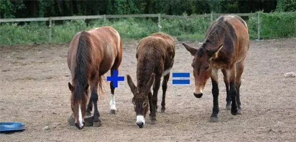 馬科馬屬動物太瘋狂！染色體截然不同 卻能隨意雜交