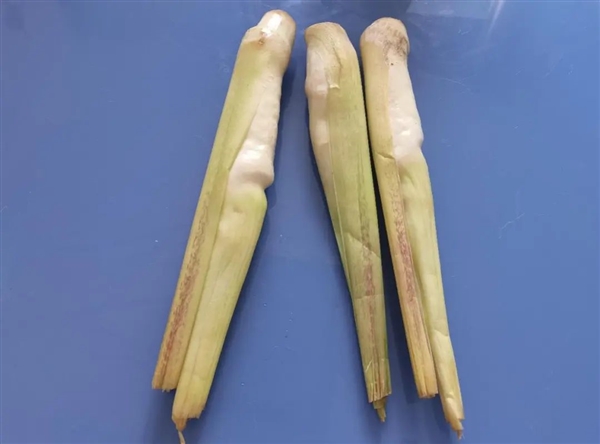現(xiàn)在正上市！它是蔬菜界的“水中參” 很多北方人都沒吃過