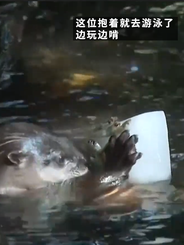 沒有動物能在夏天拒絕冰塊的誘惑：但整活兒還得大熊貓！