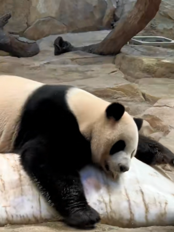 沒有動物能在夏天拒絕冰塊的誘惑：但整活兒還得大熊貓！