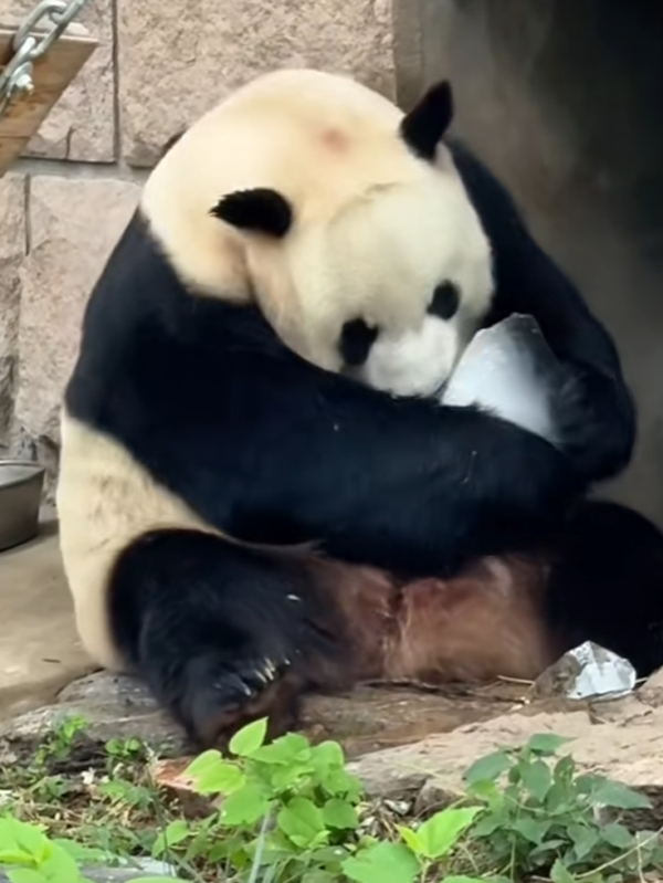 沒有動物能在夏天拒絕冰塊的誘惑：但整活兒還得大熊貓！
