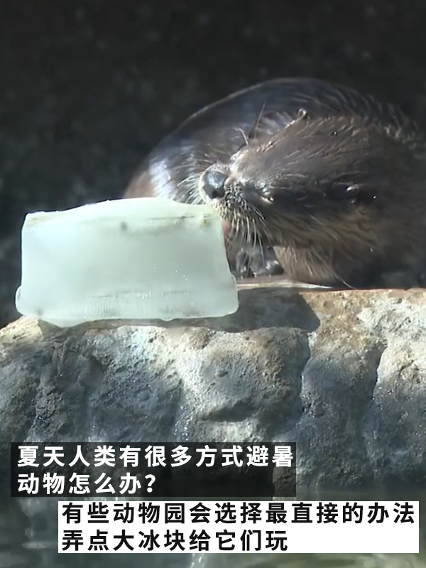 沒有動物能在夏天拒絕冰塊的誘惑：但整活兒還得大熊貓！