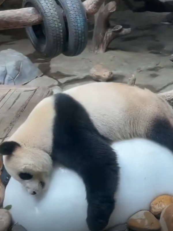 沒有動物能在夏天拒絕冰塊的誘惑：但整活兒還得大熊貓！