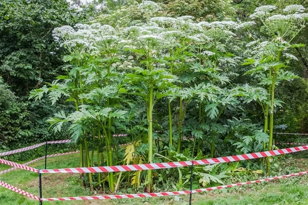 英國引入觀賞 沒成想是超級毒草：碰一下起大泡 一滴就眼瞎