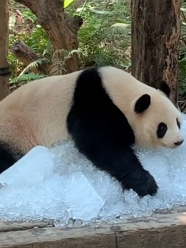 沒有動物能在夏天拒絕冰塊的誘惑：但整活兒還得大熊貓！