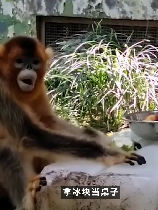 沒有動物能在夏天拒絕冰塊的誘惑：但整活兒還得大熊貓！
