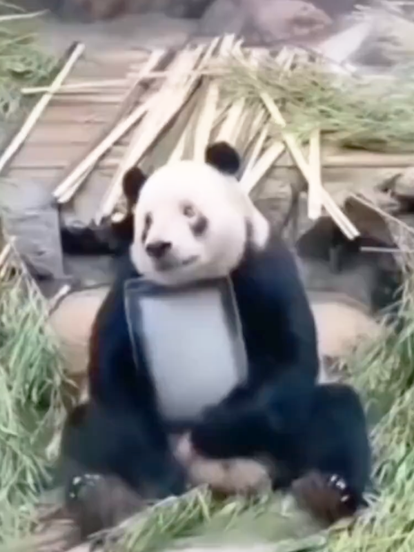 沒有動物能在夏天拒絕冰塊的誘惑：但整活兒還得大熊貓！