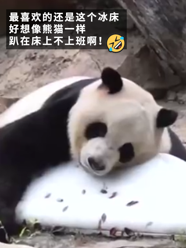 沒有動物能在夏天拒絕冰塊的誘惑：但整活兒還得大熊貓！