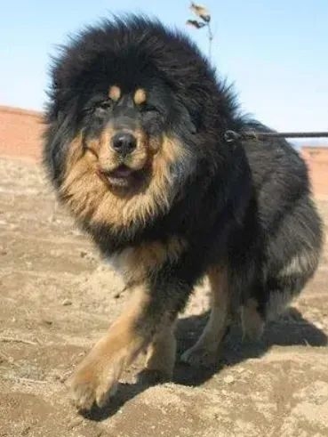 為什么狼群不敢攻擊有牧羊犬的羊群？難道打不過(guò)一條狗？