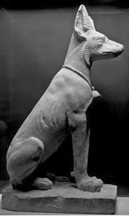 為什么狼群不敢攻擊有牧羊犬的羊群？難道打不過(guò)一條狗？