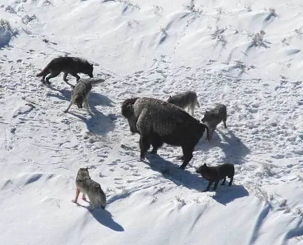 為什么狼群不敢攻擊有牧羊犬的羊群？難道打不過(guò)一條狗？
