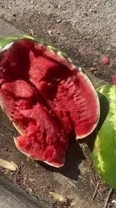 西瓜瓤像橡皮有彈性 掰都掰不斷！美國人吃的西瓜都是假的？