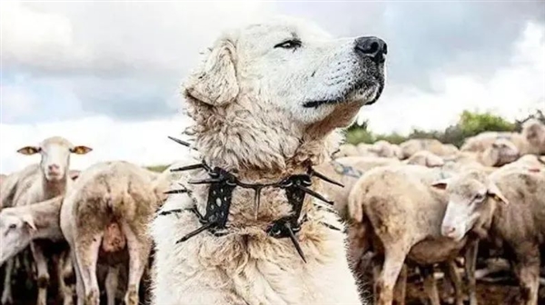為什么狼群不敢攻擊有牧羊犬的羊群？難道打不過(guò)一條狗？