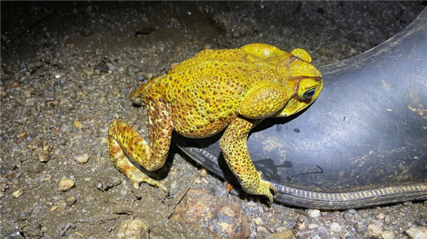 死蛙、死魚、鞋子、石頭、牛糞：青蛙為啥抱著它們“談戀愛”？