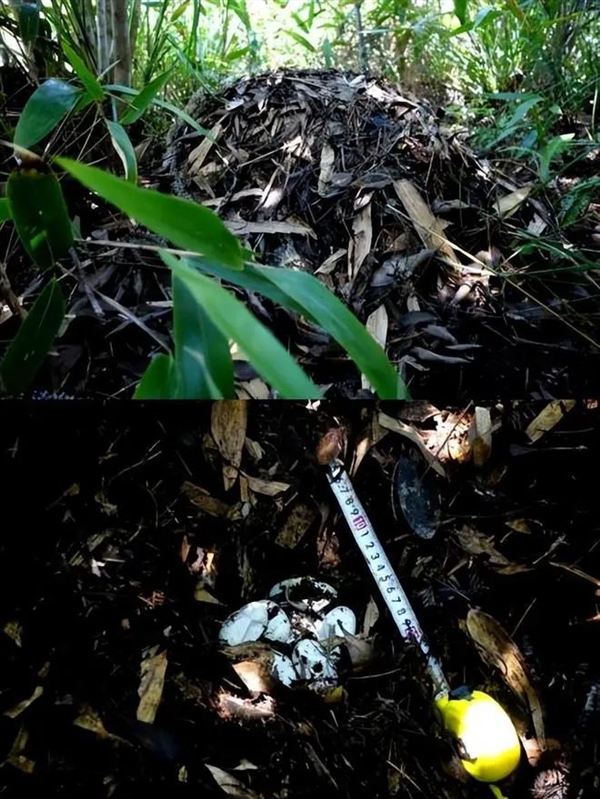 一家四口在雜草堆上快樂蹦跳 網友緊急喊停：過山峰蛇窩