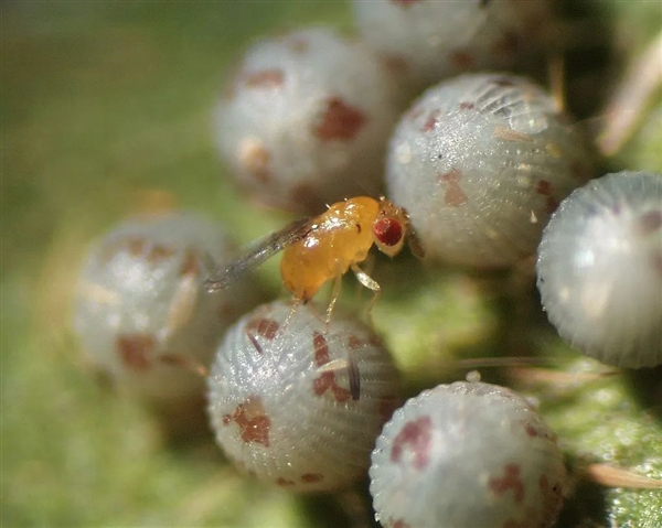 神奇的細(xì)菌：讓蚊子絕育 讓黃蜂變性！總算明白了