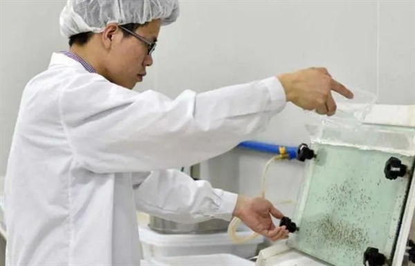 神奇的細(xì)菌：讓蚊子絕育 讓黃蜂變性！總算明白了