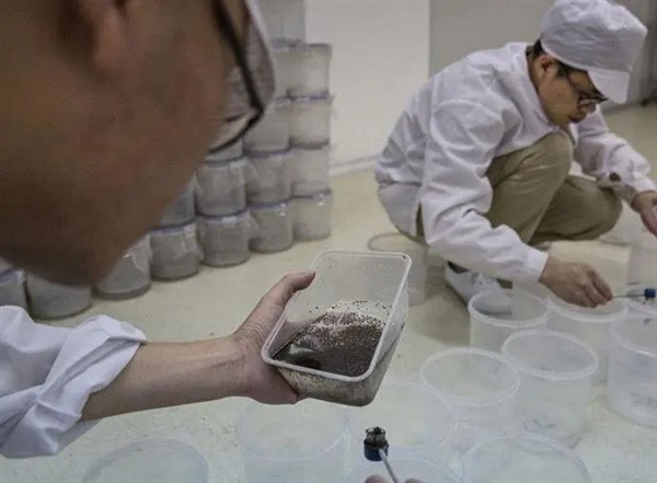 神奇的細(xì)菌：讓蚊子絕育 讓黃蜂變性！總算明白了