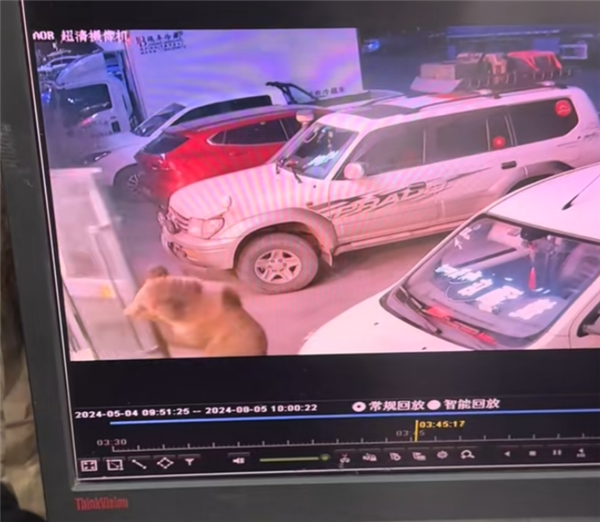 男子凌晨睜眼床邊站了一頭熊 逃跑不忘拿手機(jī) 網(wǎng)友：情緒穩(wěn)定