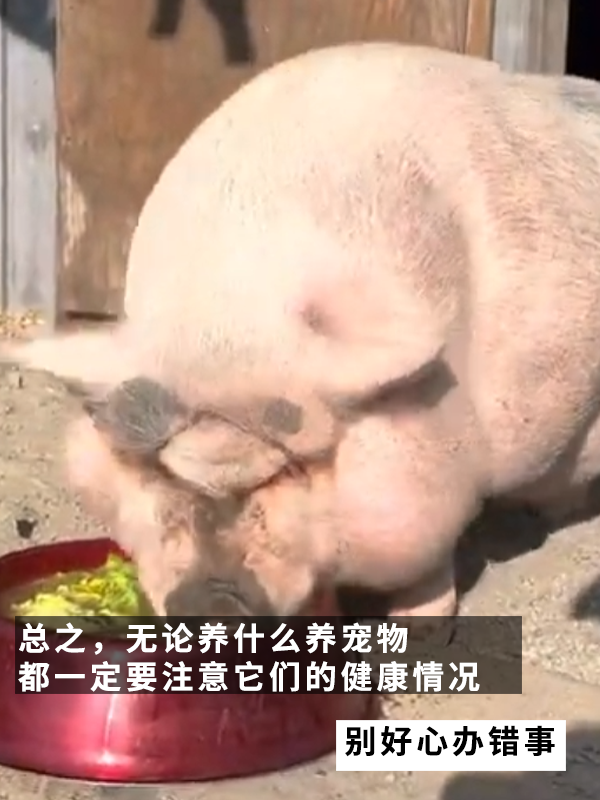 因?yàn)楣纷犹种魅吮慌腥氇z兩個(gè)月！罰款5000多