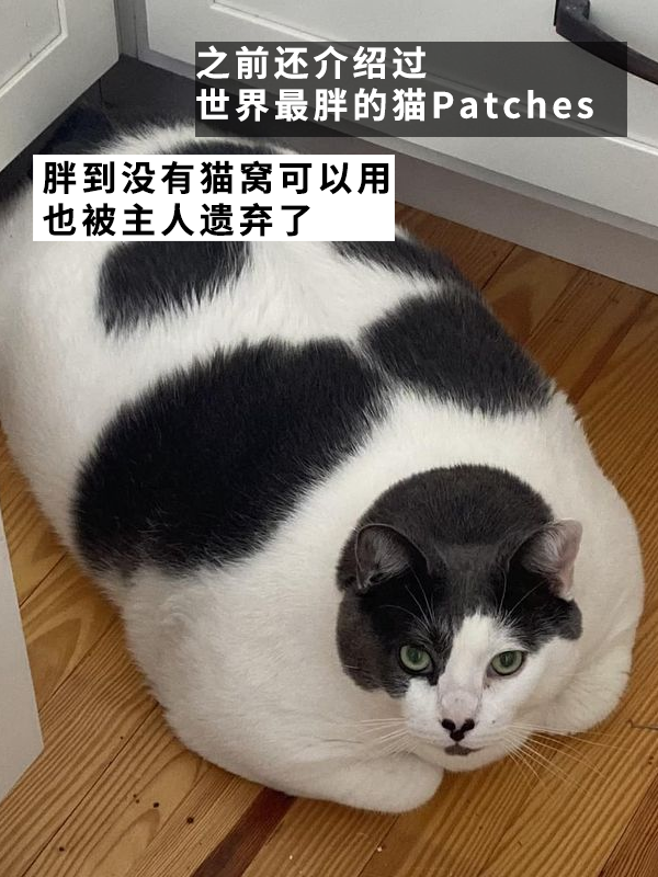 因?yàn)楣纷犹种魅吮慌腥氇z兩個(gè)月！罰款5000多