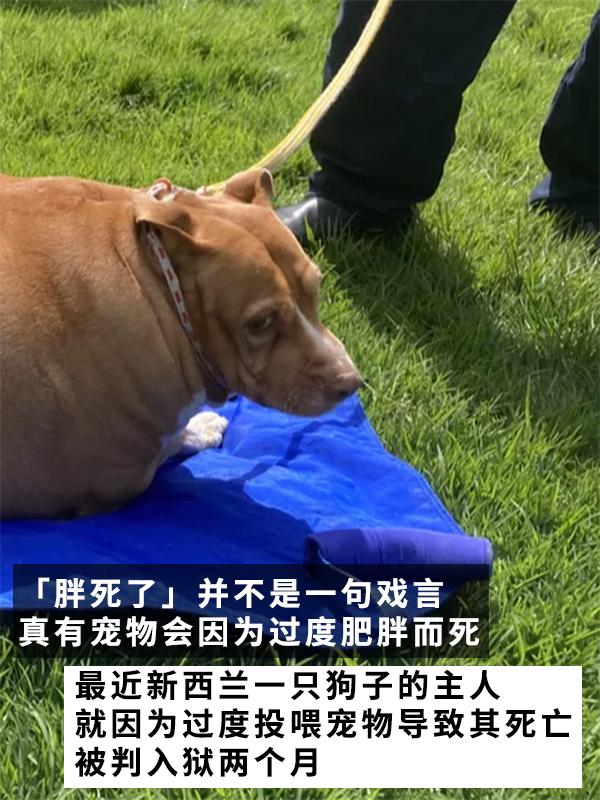 因?yàn)楣纷犹种魅吮慌腥氇z兩個(gè)月！罰款5000多