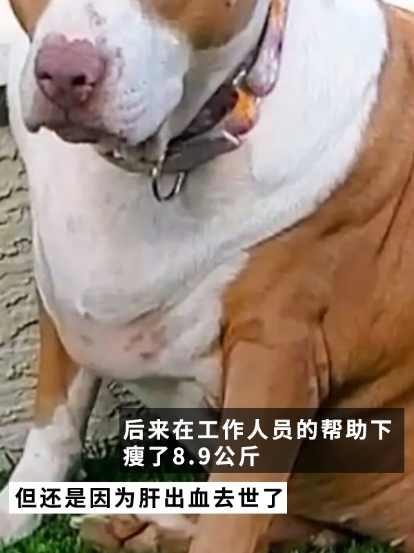 因?yàn)楣纷犹种魅吮慌腥氇z兩個(gè)月！罰款5000多