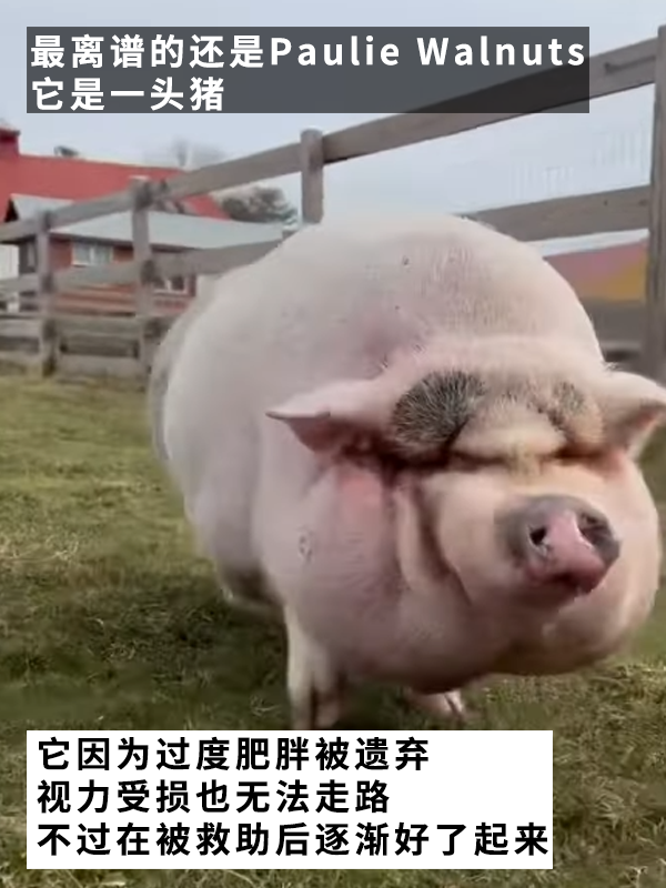 因?yàn)楣纷犹种魅吮慌腥氇z兩個(gè)月！罰款5000多