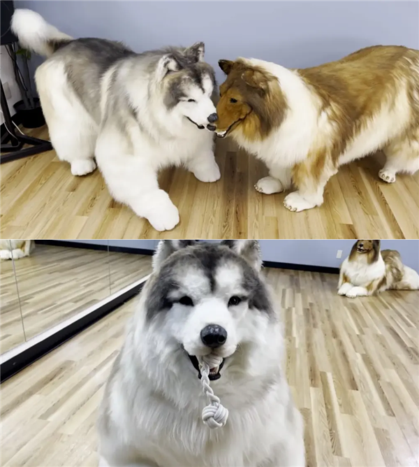 把自己扮成牧羊犬的日本小哥有后續(xù)了 他找到了伙伴