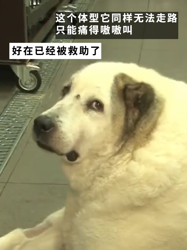 因?yàn)楣纷犹种魅吮慌腥氇z兩個(gè)月！罰款5000多
