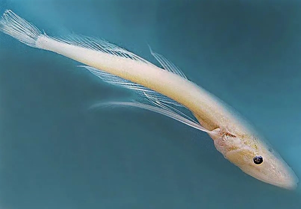 生物監(jiān)獄？3萬平方公里的俄羅斯貝加爾湖 80%物種獨一無二