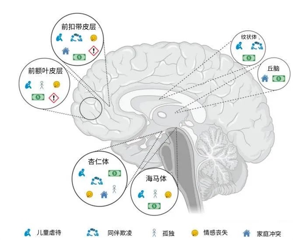 新研究顛覆認知：多吃苦 對大腦有害！