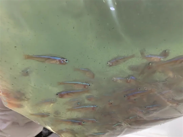 觀賞魚中的珍品 17萬條寶蓮燈魚被海關查獲：外來物種