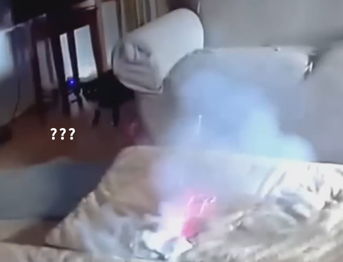狗子放火把家燒了！不看監(jiān)控屋主這輩子都找不到縱火犯
