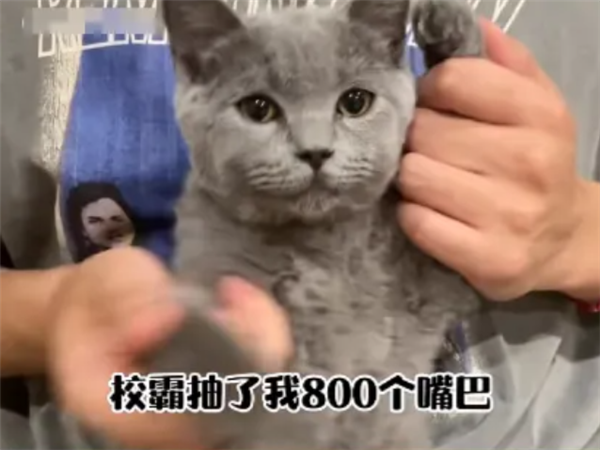 校霸抽了我800個(gè)嘴巴子？微信整治擺拍校園霸凌“玩梗”視頻
