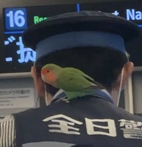 先天跑路圣體！日本一只鸚鵡自己坐著火車離家出走了