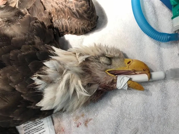 濫用鼠藥后果來(lái)了！慢性滅鼠藥正在殺死頂級(jí)捕食者
