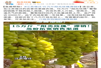 江蘇宿遷15萬斤“陽光玫瑰”葡萄滯銷 京東產(chǎn)地直采快速響應幫農(nóng)戶紓困