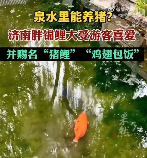 景區(qū)錦鯉被游客喂成“豬鯉”：一點(diǎn)不美好 很可怕