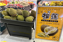 榴蓮界的王者"貓山王”鮮食榴蓮首降中國 京東七鮮超市首批開售